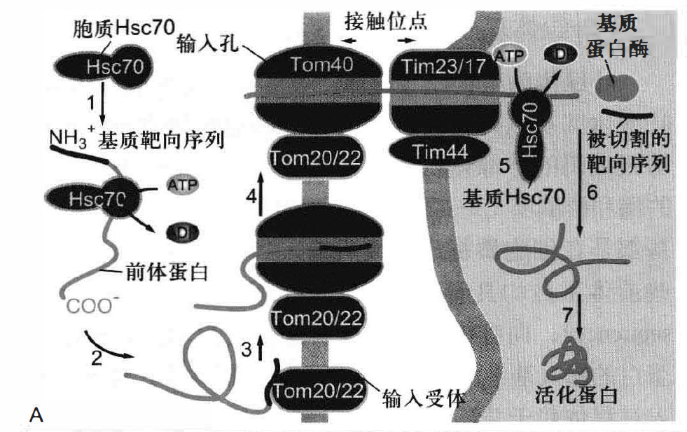 核基因编码的线粒体蛋白的转运 P143